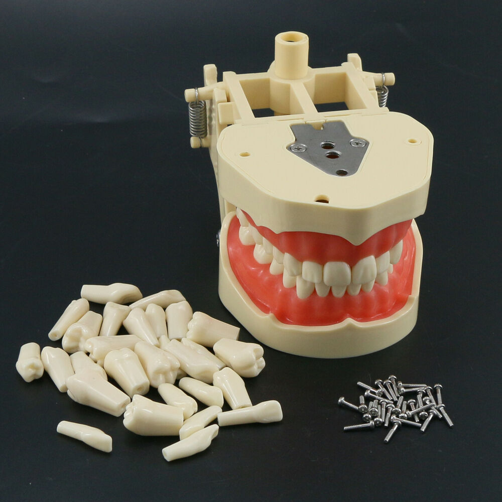 Stethoscope - Frasaco ANA-4 Dental Restorative Typodont Model